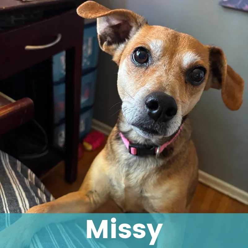 Missy thumbnail 5