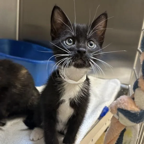 A baby small-sized male Domestic Short Hair cat named Longsword for adoption in Walnut Creek, CA