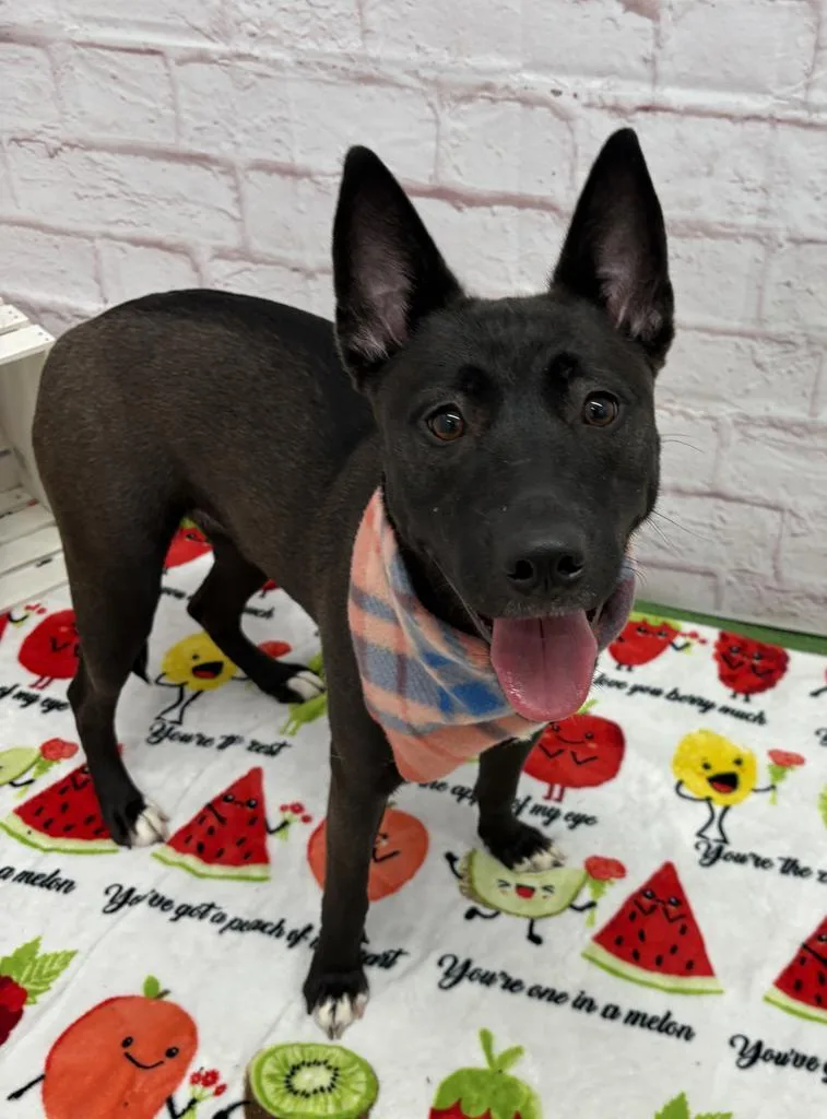 A young medium-sized female Mixed Breed dog named Soda for adoption in Detroit, MI