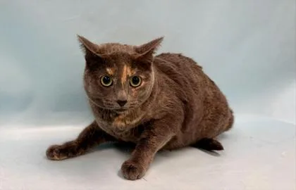 An adult small-sized female Domestic Short Hair cat named Sunny for adoption in Coon Rapids, MN
