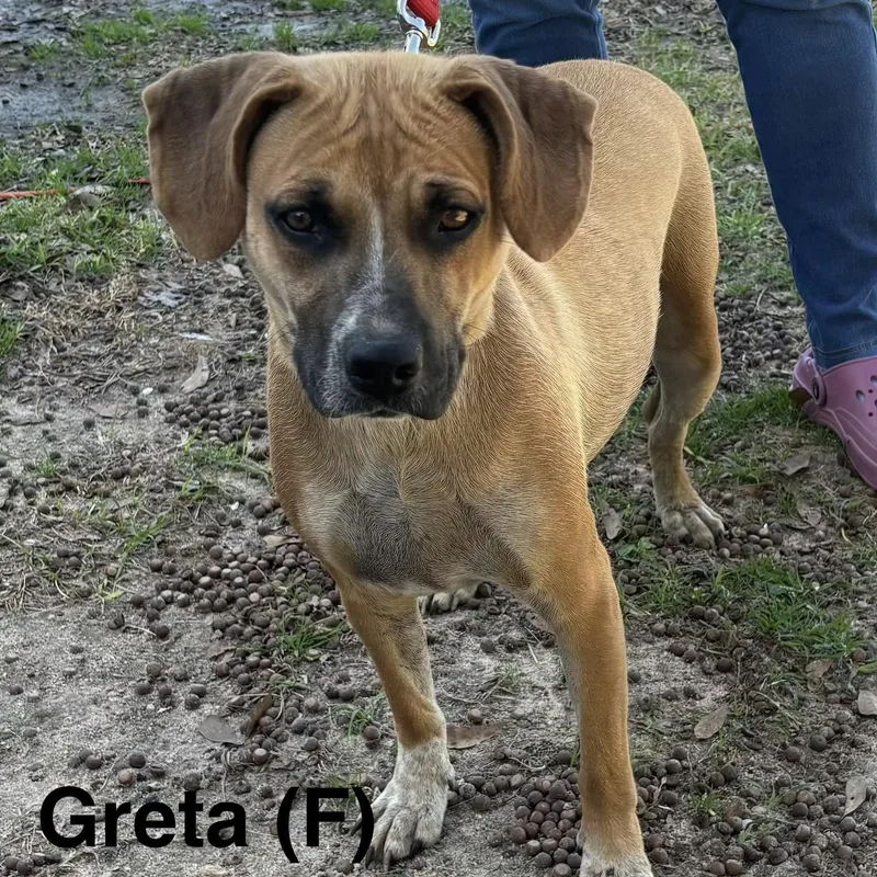 A young medium-sized female Yellow / Tan / Blond / Fawn Boxer dog named Greta for adoption in Parma, OH