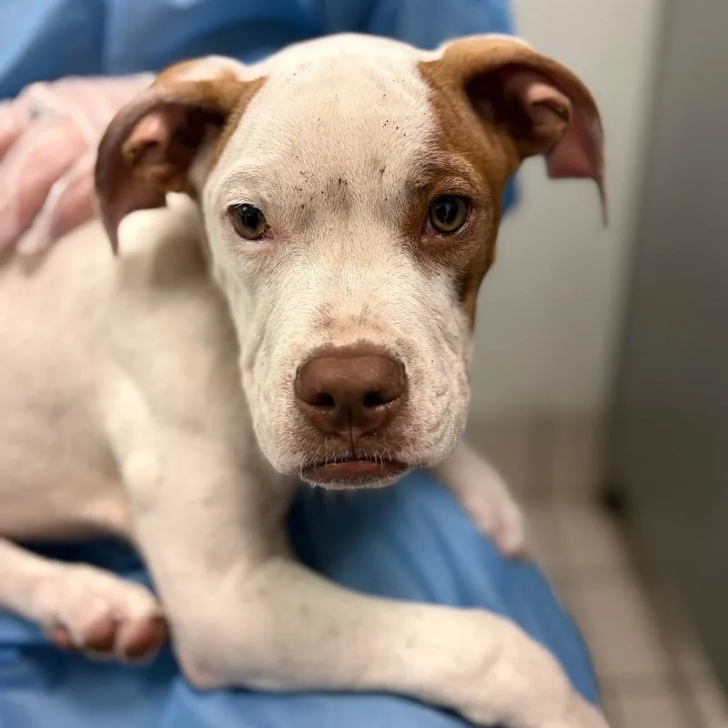A baby medium-sized male White / Cream Mixed Breed dog named Squishmallow for adoption in Charleston, WV