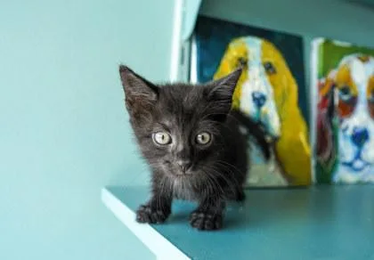 A baby small-sized female Domestic Short Hair cat named Jiji for adoption in San Antonio, TX