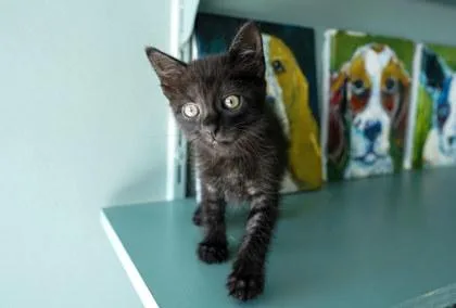 Jiji thumbnail 2