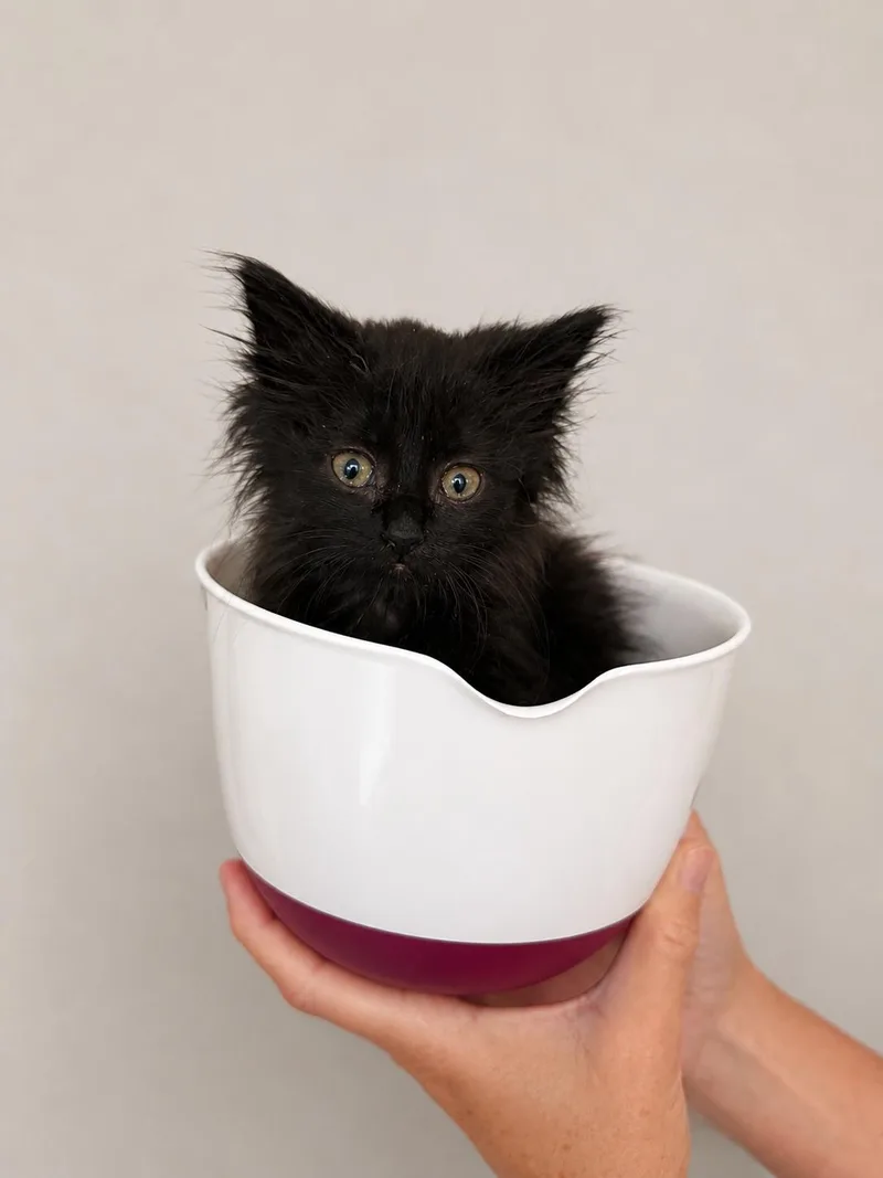 A baby medium-sized female Black Domestic Long Hair cat named Slinky for adoption in Greensboro, NC