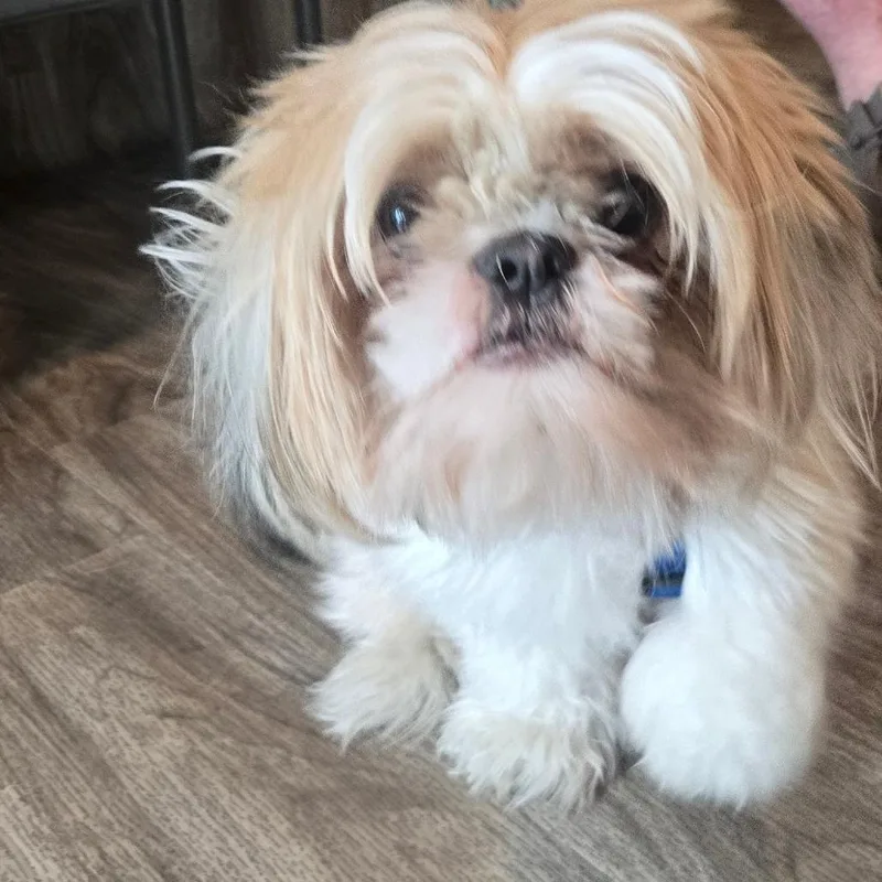 An adult small-sized female Shih Tzu dog named Andie for adoption in San Jacinto, CA