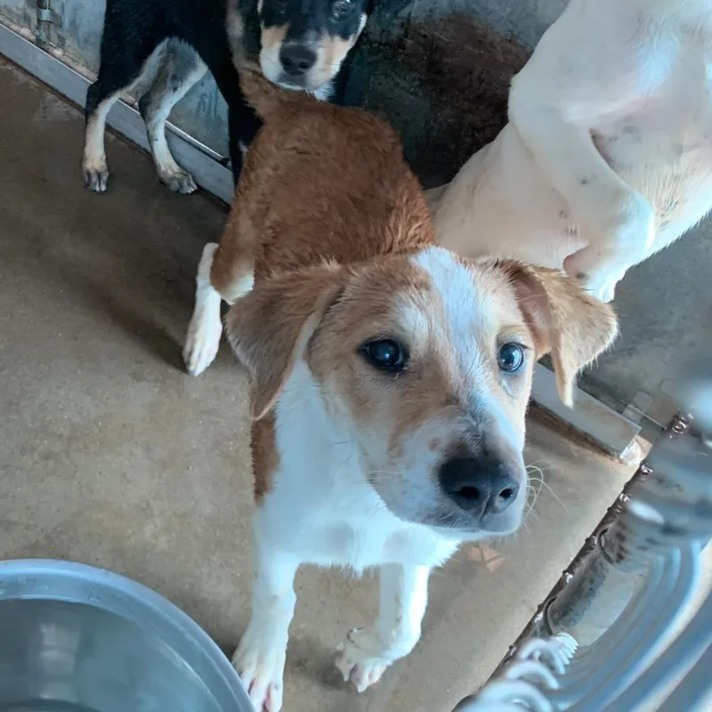 A baby small-sized female Brown / Chocolate Boxer dog named Babybel for adoption in Edinburg, TX