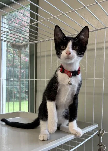 A baby medium-sized male Domestic Short Hair cat named Baxter for adoption in Picayune, MS