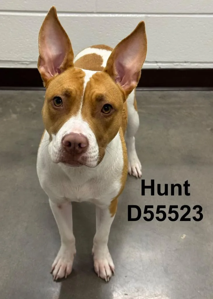 Hunt