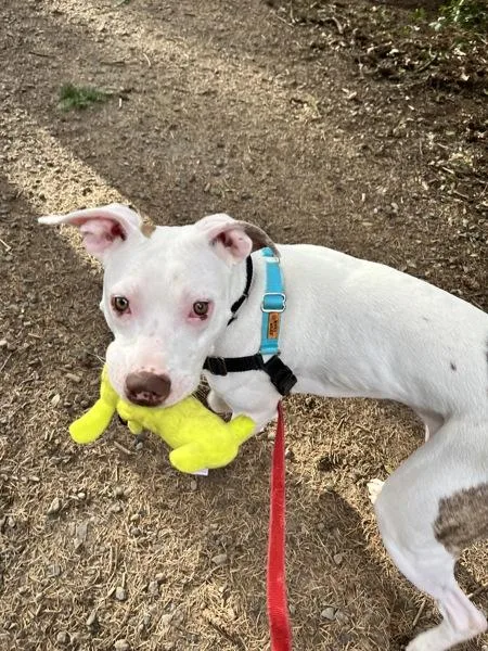 A young large-sized female Pit Bull Terrier dog named Cleo for adoption in Vancouver, WA