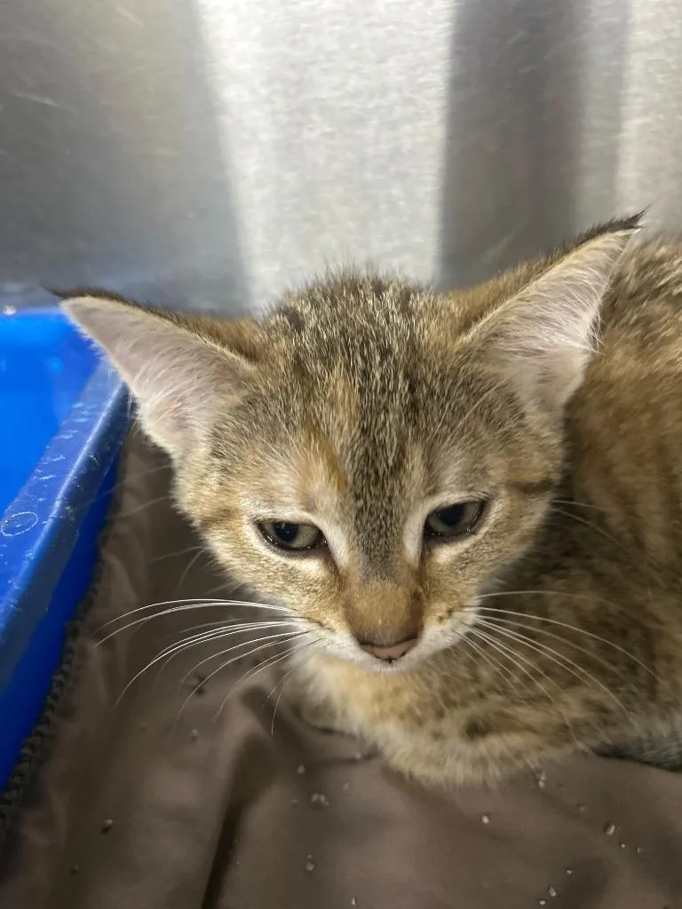 A baby large-sized female Domestic Short Hair cat named Love Nugget for adoption in Bryan, OH