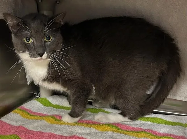 An adult medium-sized male Domestic Short Hair cat named Rogue for adoption in Huntsville, AL