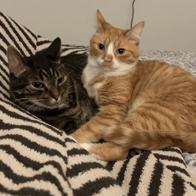 An adult medium-sized male Orange / Red Domestic Short Hair cat named Morty for adoption in Washington Township, OH