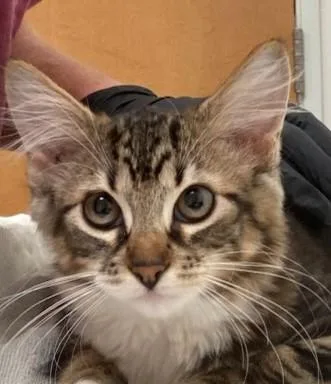 A baby small-sized female Domestic Long Hair cat named Butterfly for adoption in Eugene, OR
