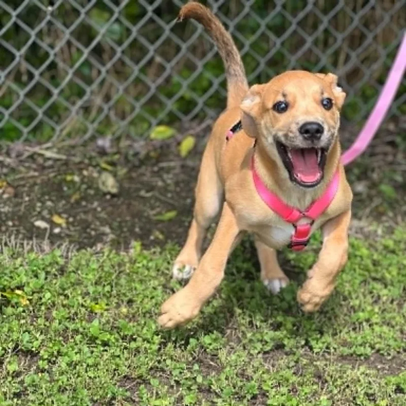 A baby medium-sized female Yellow / Tan / Blond / Fawn Black Mouth Cur dog named Nova for adoption in Madisonville, TX