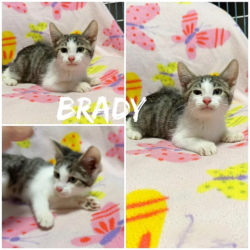 A baby medium-sized male White Domestic Short Hair cat named Brady for adoption in Saint James, MO