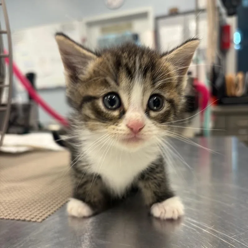 A baby small-sized female Brown / Chocolate Domestic Medium Hair cat named Sasa for adoption in Milton, FL