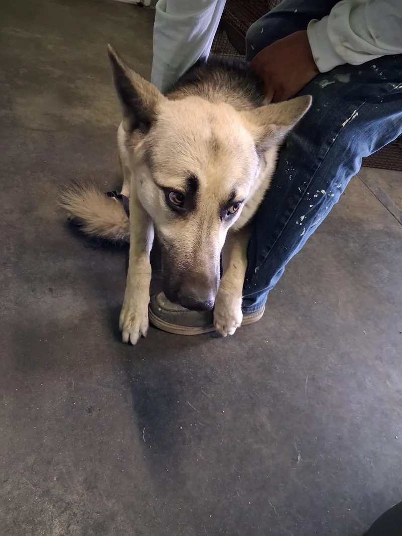 An adult large-sized male German Shepherd Dog dog named Firulies for adoption in Los Angeles, CA