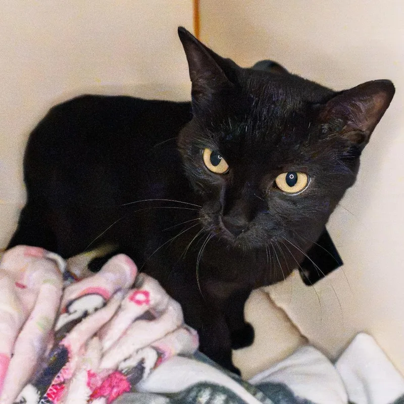 An adult medium-sized male Gray / Blue / Silver Bombay cat named Milo for adoption in South Elgin, IL