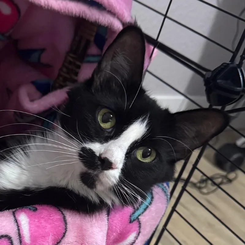 An adult medium-sized female Black Domestic Long Hair cat named Georgiana for adoption in Tacoma, WA