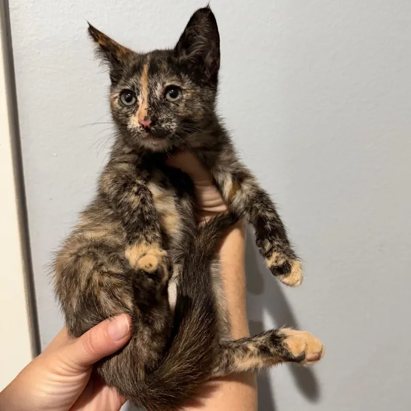A baby small-sized female Tortoiseshell Domestic Short Hair cat named Ariel for adoption in Simi Valley, CA