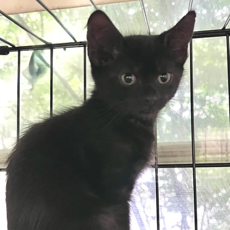 A baby small-sized female Domestic Short Hair cat named Veruca for adoption in Maplewood, NJ
