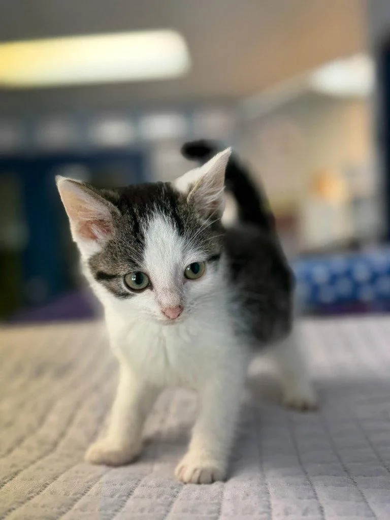 A baby small-sized male Domestic Short Hair cat named Katydid for adoption in Lovingston, VA
