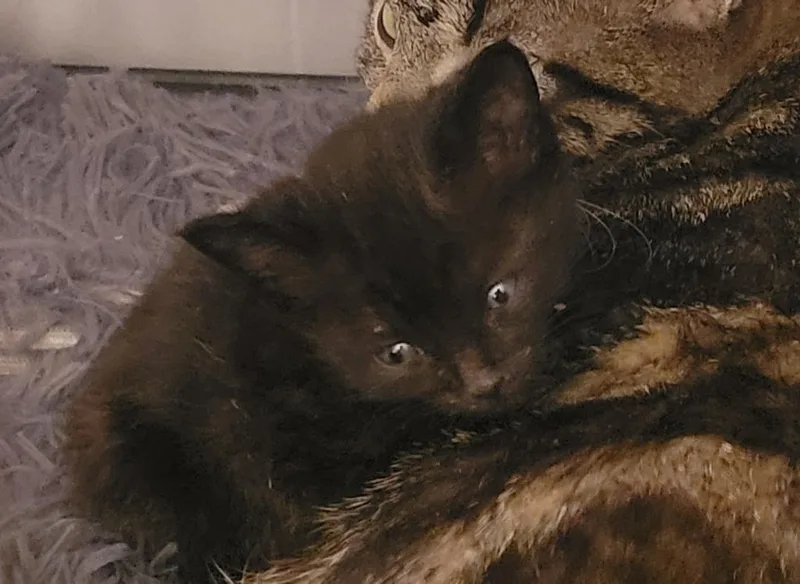 A baby medium-sized male Domestic Short Hair cat named Gabriel for adoption in Windsor, CT