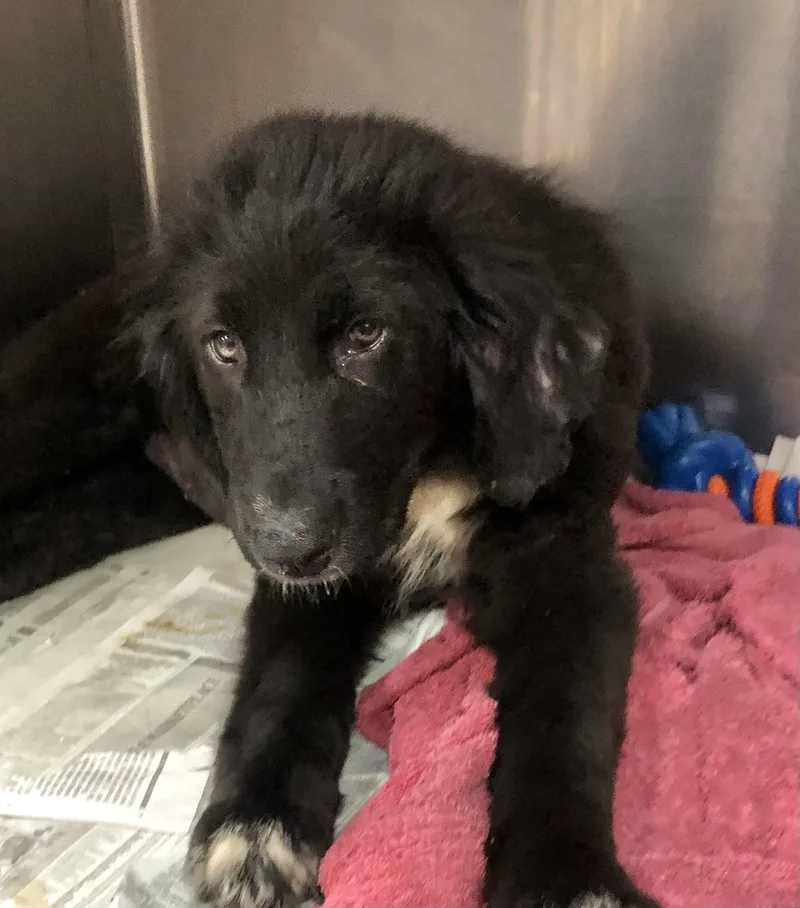 A baby large-sized female Black Great Pyrenees dog named Molly for adoption in Parma, OH