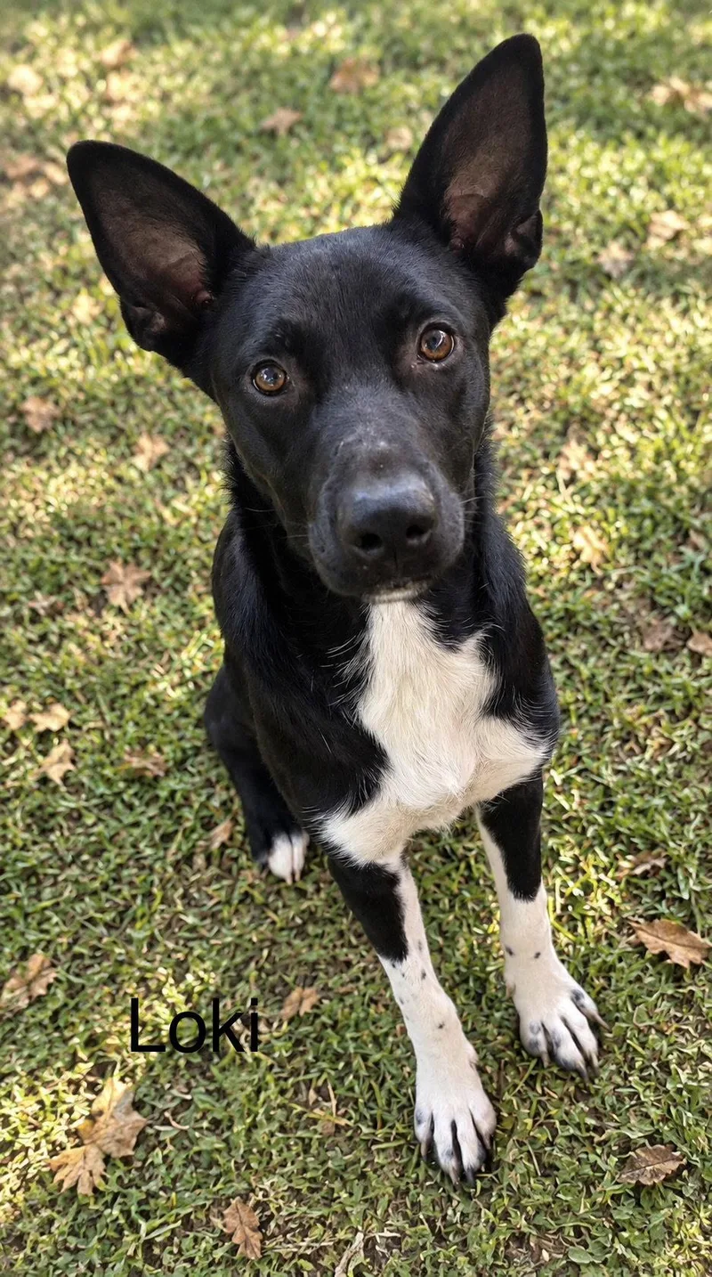 A young medium-sized male Shepherd dog named loki yr old AVA for adoption in Sterling, MA