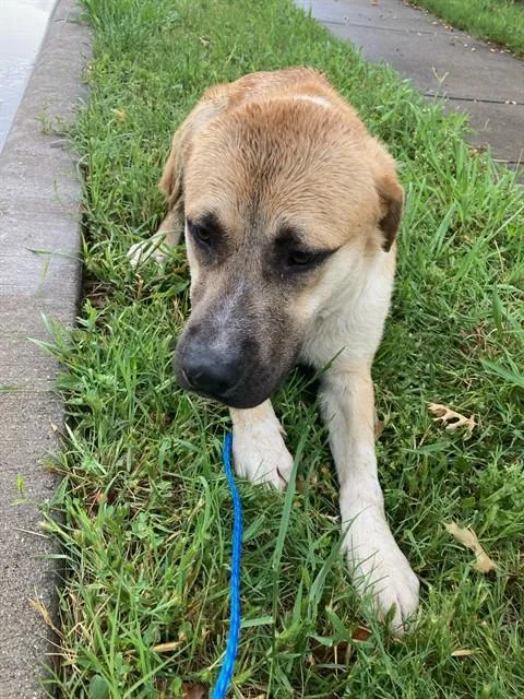 A young large-sized male Mixed Breed dog named Chiwe for adoption in Dallas, TX