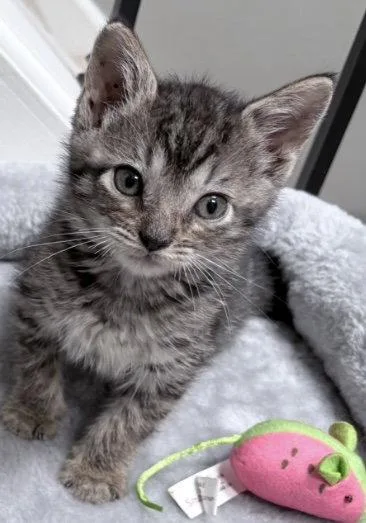 A baby medium-sized female Domestic Medium Hair cat named Sally for adoption in Montgomery, TX