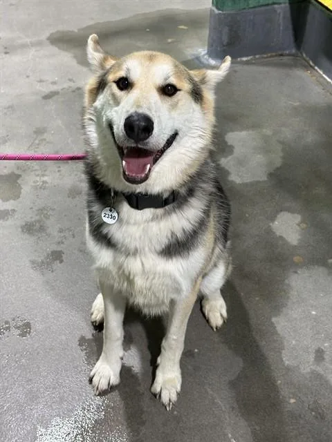 An adult large-sized male German Shepherd Dog dog named Phantom for adoption in Upper Marlboro, MD