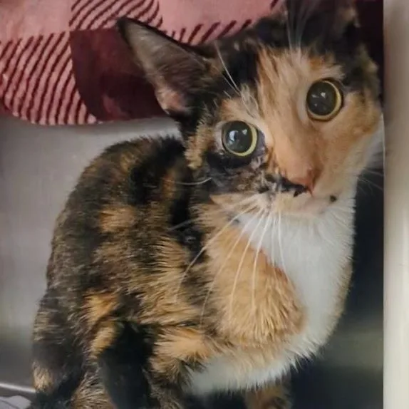 An adult large-sized female Tortoiseshell Extra-Toes Cat / Hemingway Polydactyl cat named Polyanna for adoption in Springfield, IL