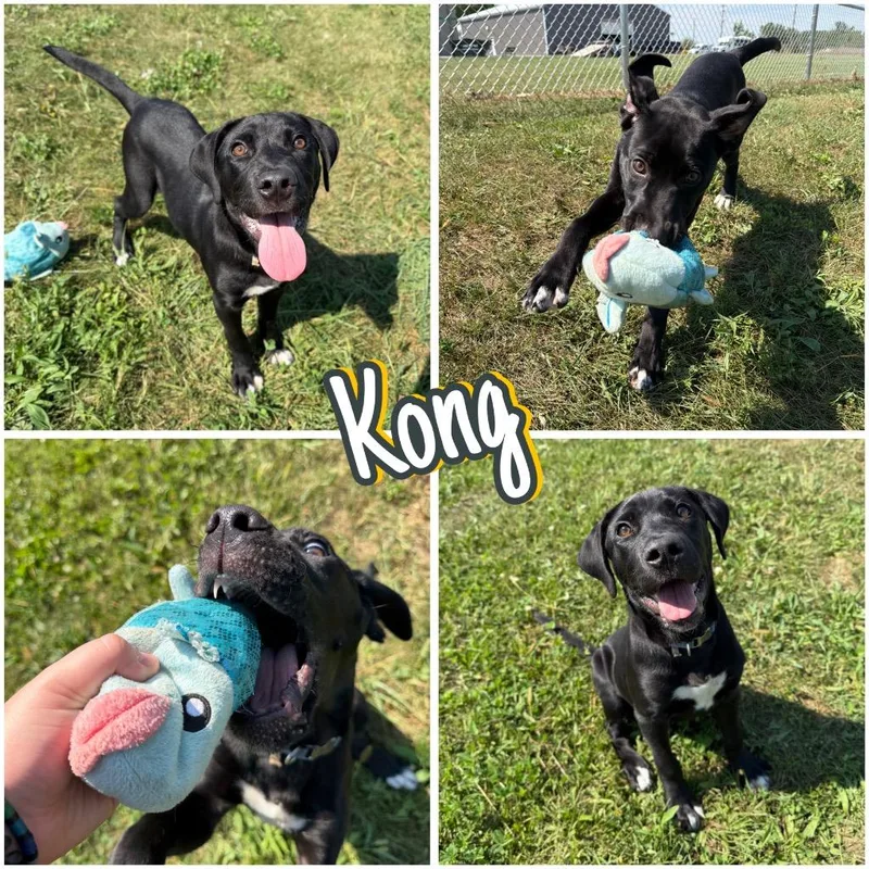 A baby medium-sized male Labrador Retriever dog named Kong for adoption in Pierceton, IN