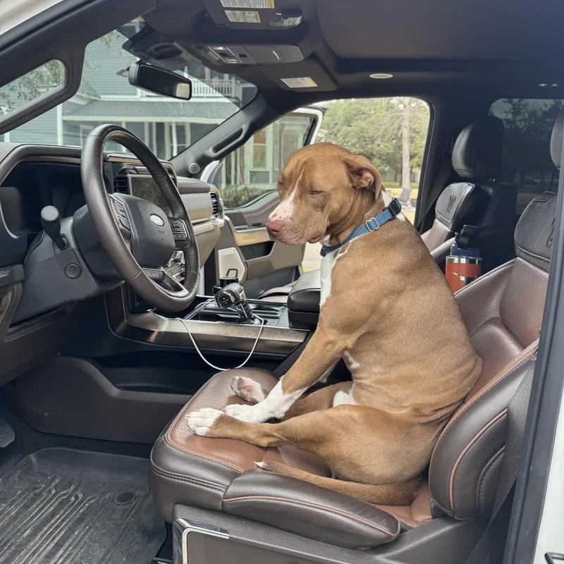 An adult large-sized male Brown / Chocolate Pit Bull Terrier dog named Banks for adoption in Dallas, TX