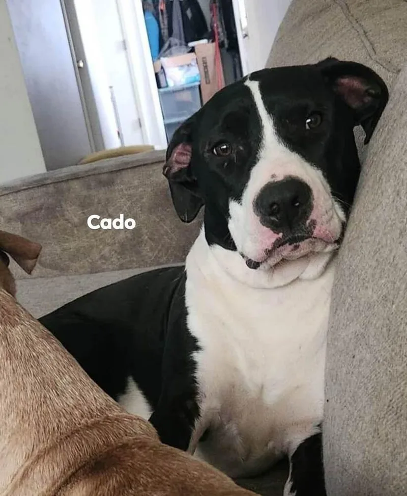 A baby medium-sized male Tricolor (Brown, Black, & White) Pit Bull Terrier dog named Avocado Toast "cado" for adoption in Canal Winchester, OH