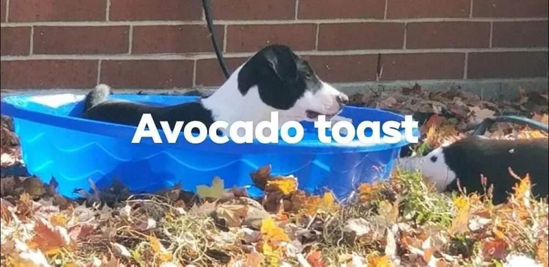 Avocado Toast "cado" thumbnail 2