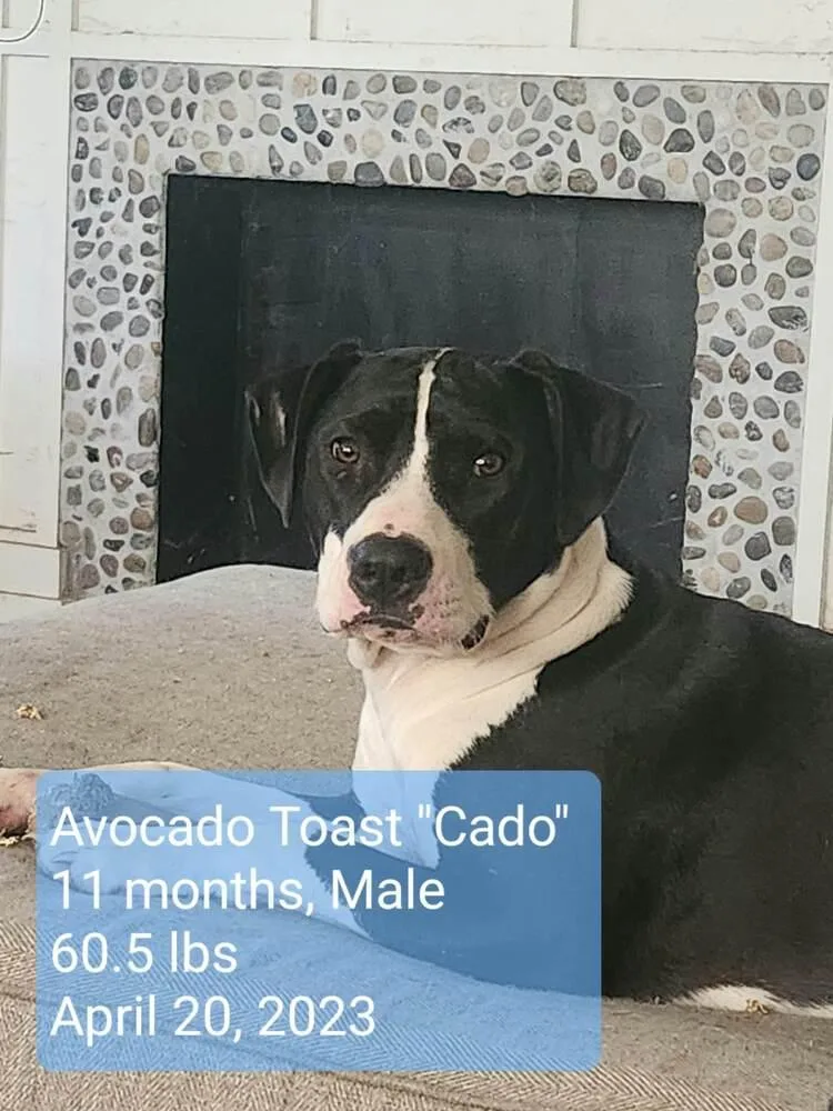 Avocado Toast "cado" thumbnail 5