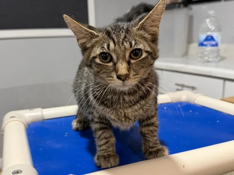 A baby small-sized male Tabby cat named Raisin for adoption in Powell, OH