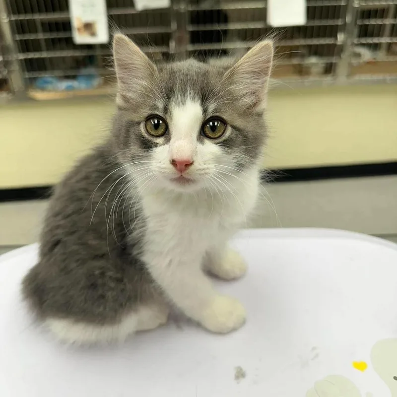 Milo
