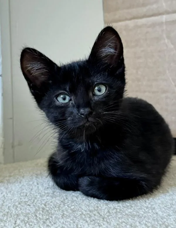 A baby small-sized male Domestic Short Hair cat named Colt for adoption in Novato, CA