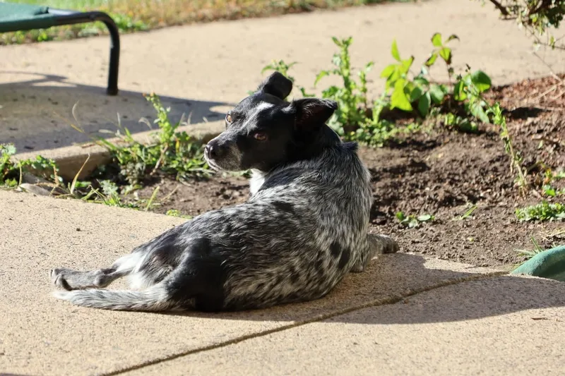 An adult small-sized female Merle (Blue) Australian Cattle Dog / Blue Heeler named Tessie for adoption in Hatfield, PA