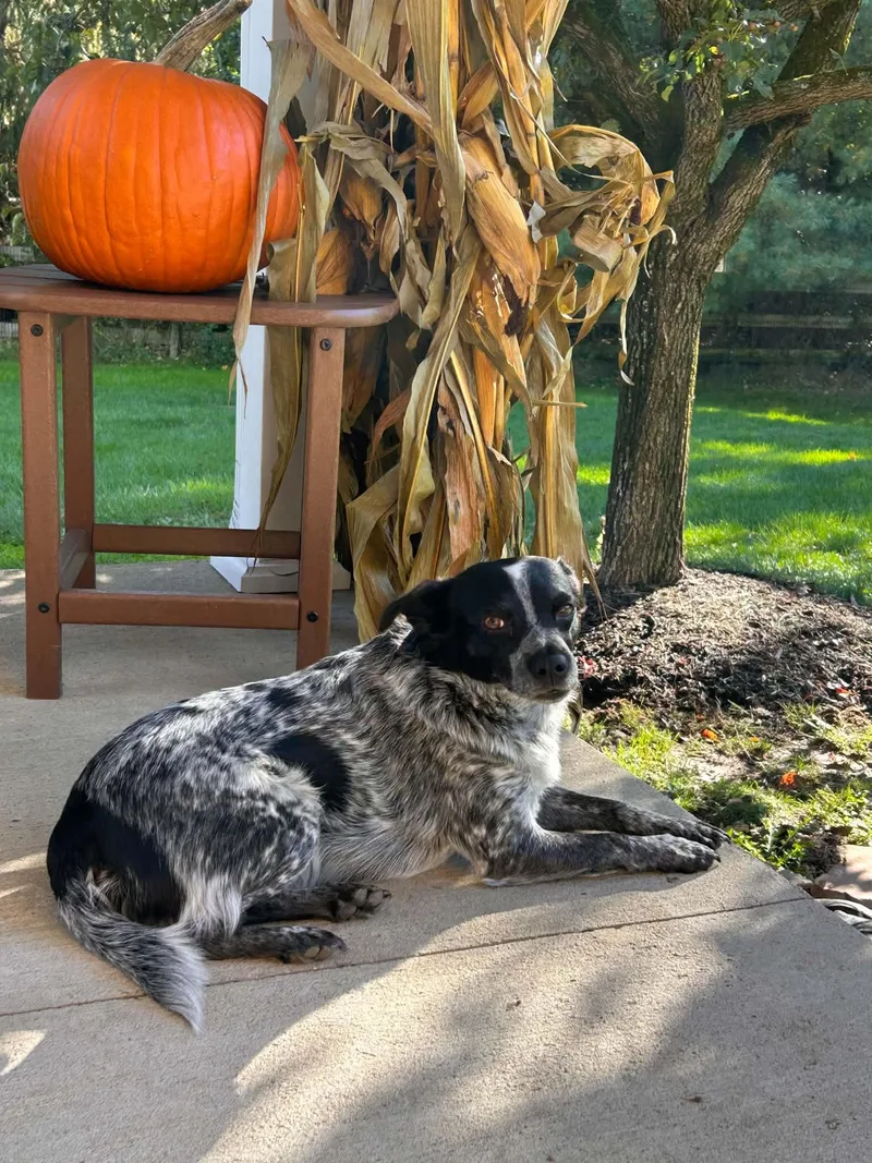 Tessie thumbnail 2