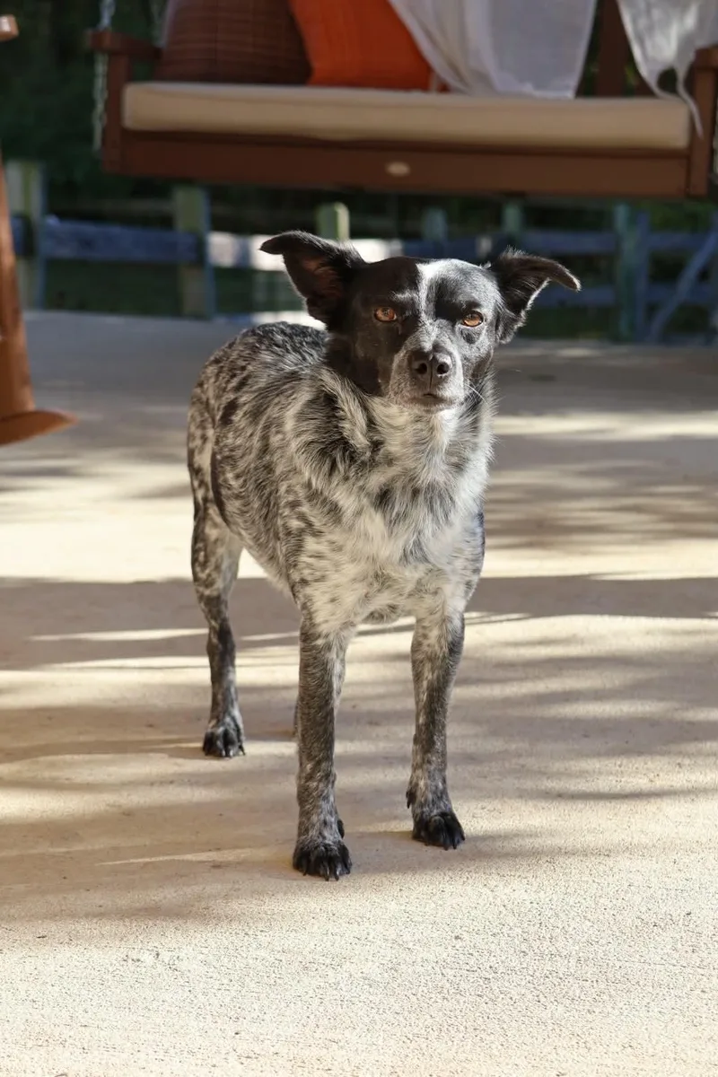 Tessie thumbnail 3