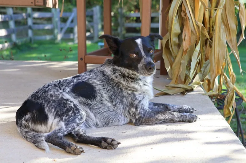 Tessie thumbnail 5