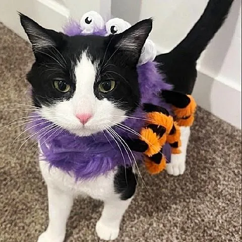 An adult medium-sized male Black & White / Tuxedo Domestic Short Hair cat named Romeo for adoption in Salt Lake City, UT