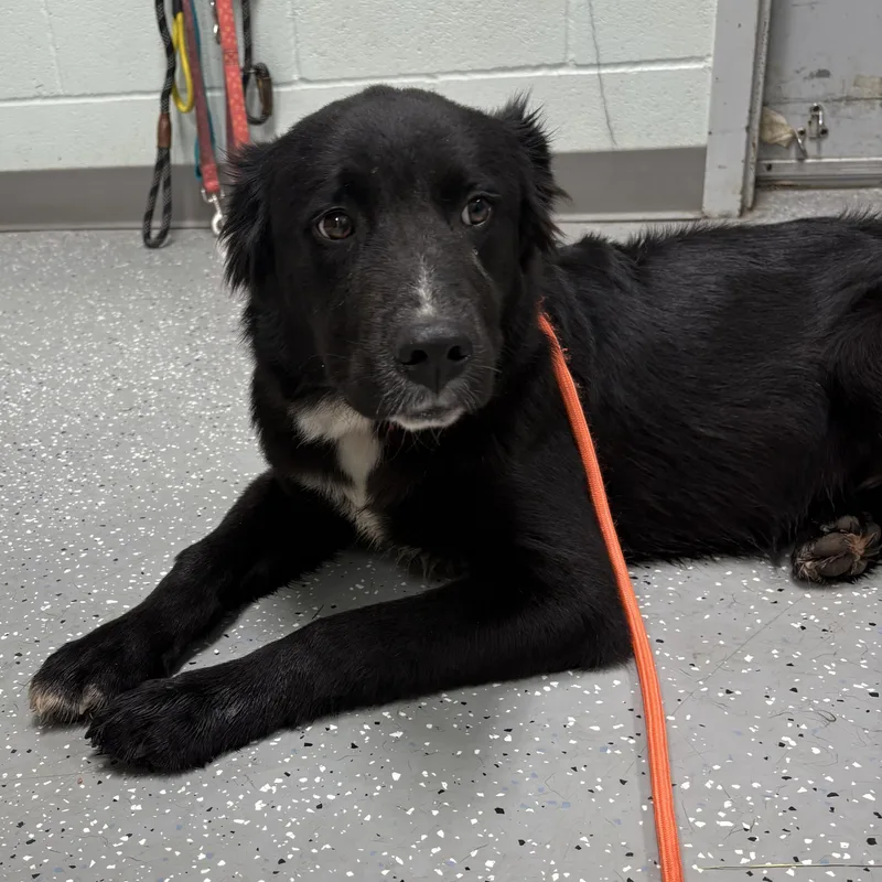 A young medium-sized male Black Labrador Retriever dog named Salem for adoption in Bardstown, KY