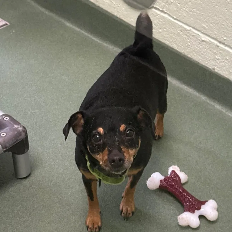 An adult small-sized female Black Jack Russell Terrier dog named Melissa for adoption in West Palm Beach, FL