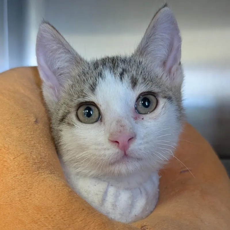 A baby small-sized male Brown / Chocolate Domestic Short Hair cat named Wavey for adoption in Blairsville, GA